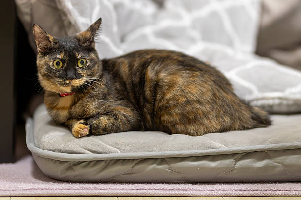 istock Neri, the tortoiseshell cat. 2250966238