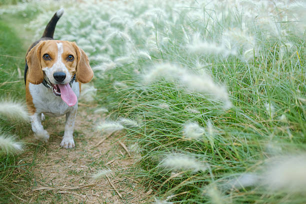 Happy beagle looking at camera enjoying a playful walk along a narrow dirt path next to tall, light green silky grass with white seed heads in a sunny outdoor setting