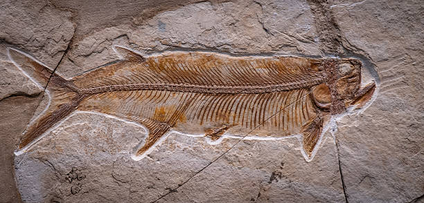 istock fossil of prehistoric fish in the stone 2250966421