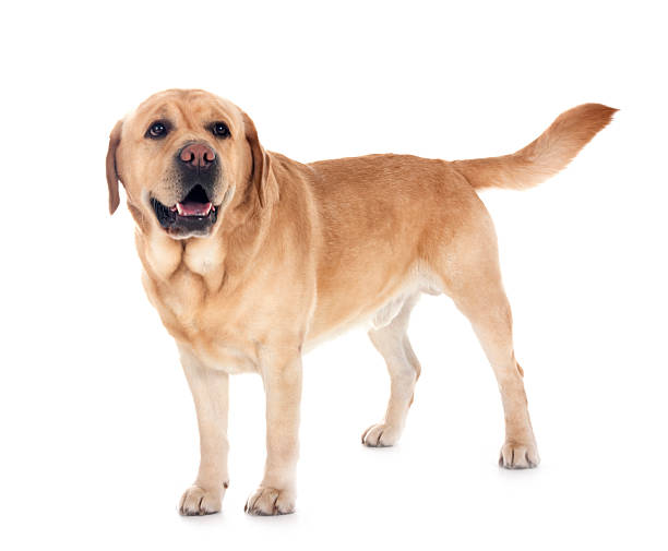 istock adult labrador retriever 2250968654