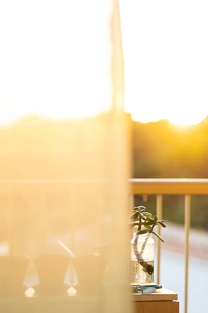 Jade plant cutting rooting in a glass jar on a wooden table, capturing the warm, serene ambiance of sunset on a balcony, with soft golden light filling the scene