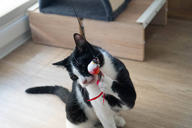 istock Playful black and white cat engaging with a colorful toy on a string, showcasing its agility and curiosity in a cozy indoor environment with wooden flooring 2250969026