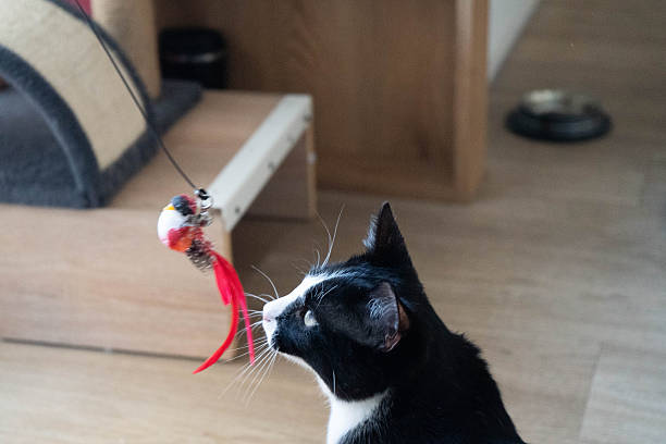 istock Black and white cat is playfully interacting with a colorful feather toy on a string, showcasing its playful nature and curiosity in a cozy indoor environment 2250969037