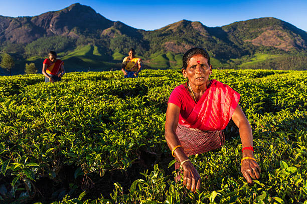 istock Tea Harvesters at Sunrise — Munnar, India 2250969761