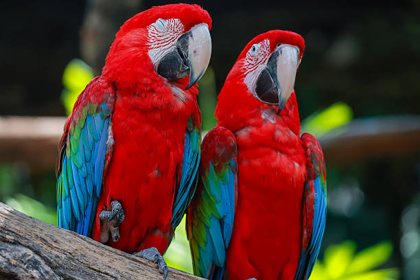 istock Close up head the red macaw parrot bird in garden 2250970547
