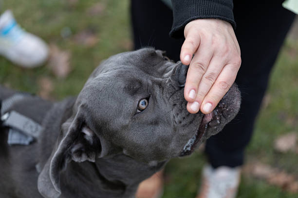 istock Dog interacts with person during outdoor activity on a sunny day 2250970905