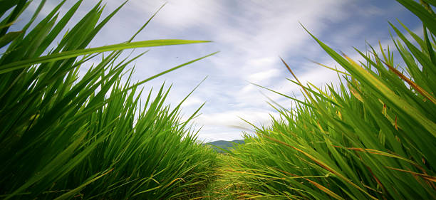 istock Young green rice paddy field 2250971464