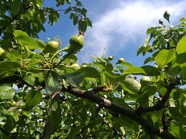 istock Pear tree with green pears and green leaves against a blue sky. 2250971572