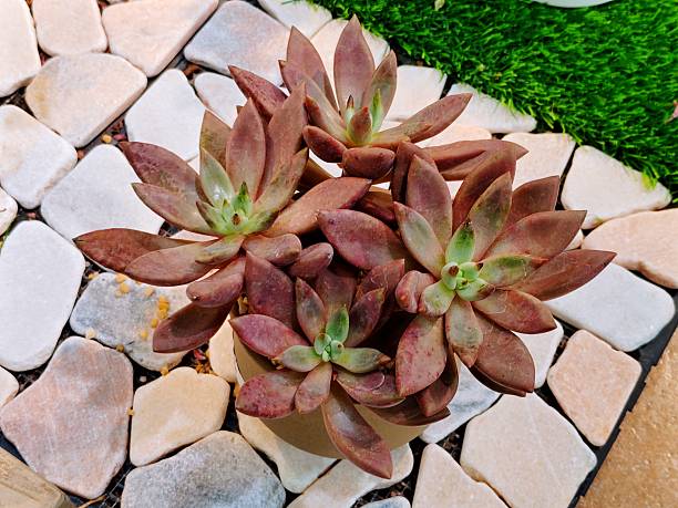 Echeveria 'Land of Peach Blossoms'