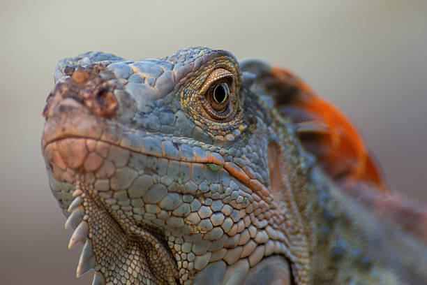 Colorful iguana in close up