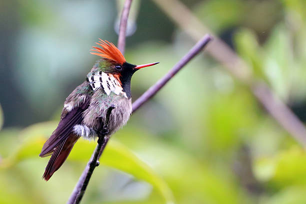 istock Close-up of a Frilled Coquette (Lophornis magnificus) perched on a branch sideways. 2250975517