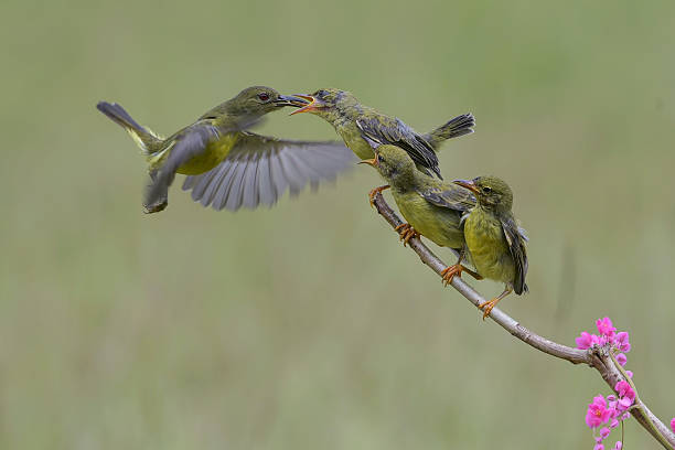 istock olive backed sunbird feeding its young 2250976911