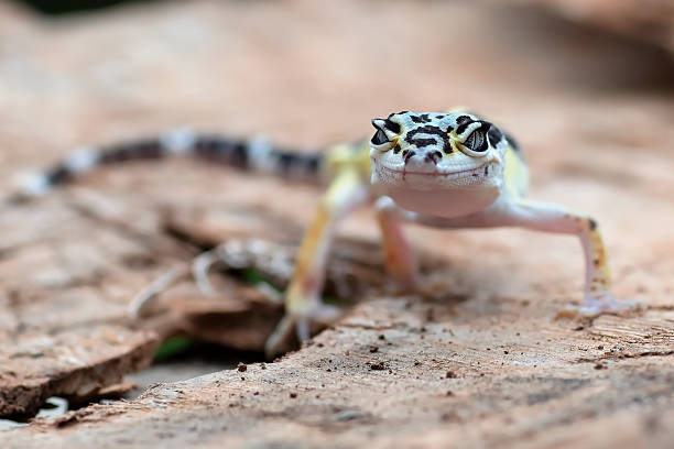 istock a leopard gecko is standing among the dry leaves 2250976926