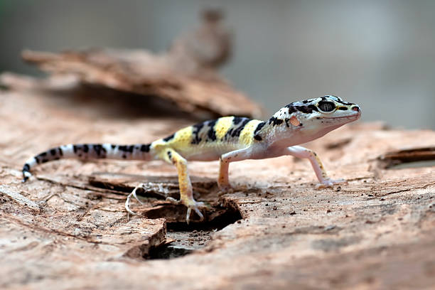 istock a leopard gecko is standing among the dry leaves 2250976927