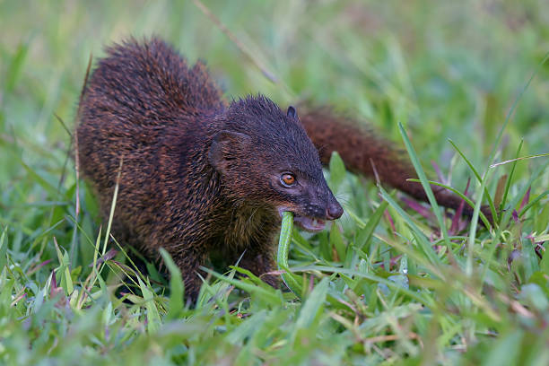 istock a mongoose is hunting its prey in the grass 2250976938