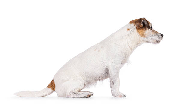 istock Jack Russell dog on white background 2250977481