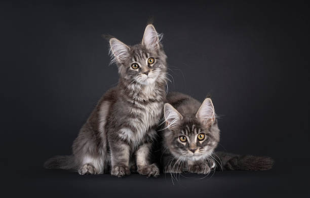 istock Maine Coon cat kittens on black background 2250977504