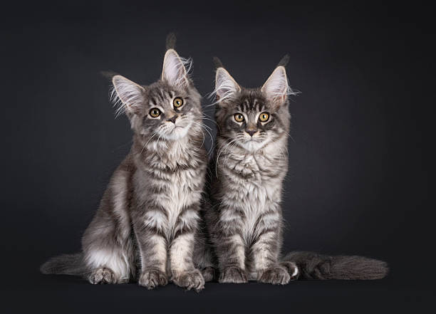 istock Maine Coon cat kittens on black background 2250977519