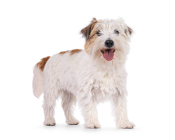 istock Jack Russell dog on white background 2250978999