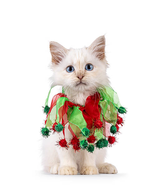 istock Sacred Birman cat kitten on white background 2250979308