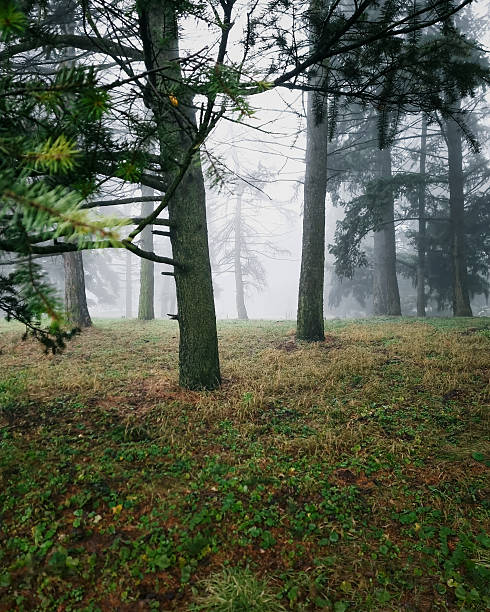 Vertical image of a serene and mysterious forest shrouded in thick fog. Atmospheric morning fog in a mysterious evergreen woodland.