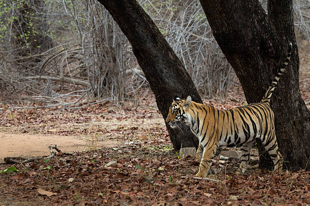 istock Tiger cub in Tadoba-Andhari Tiger Reserve 2250981579