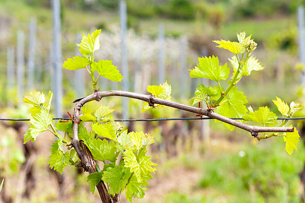 istock Vine, wires and new green leaves in springtime. 2250984870