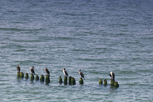 istock Marine birds perched on weathered pilings along a calm shoreline during a sunny day 2250987325