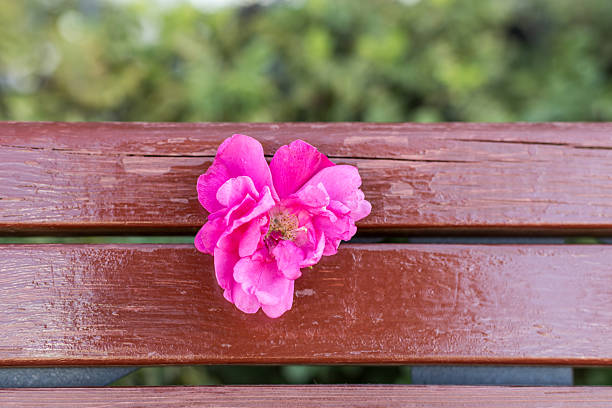 A pink flower is on a wooden bench. The bench is empty and the flower is the only thing on it