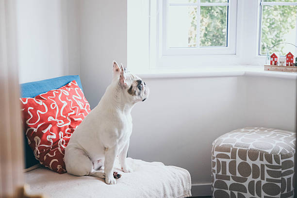 istock Curious Frenchie Dog Looking Outside from the Couch 2250995101