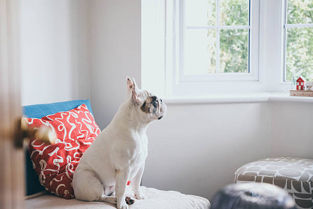 istock French Bulldog Watching the World Go By 2250995105