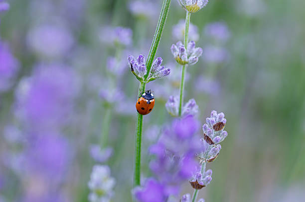 Ladybug on rosemary plant.