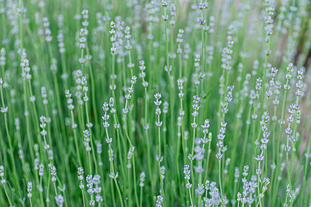 istock minimal lavender sprig field background 2250999653
