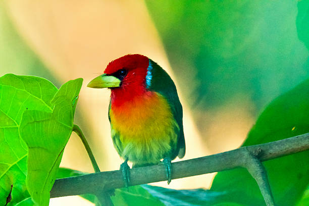 Red-headed Barbet bird.