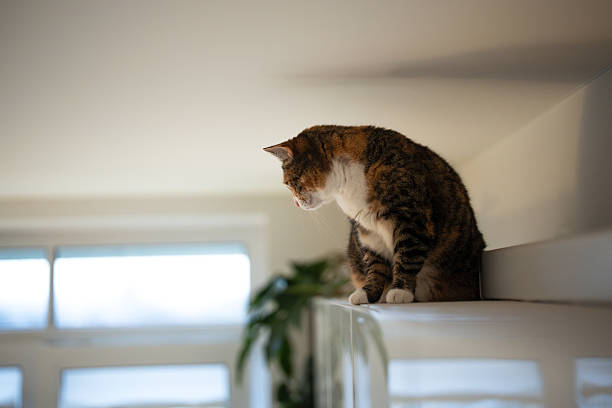 istock Curious fluffy calico cat sitting on kitchen cabinet under ceiling and looking outside window. 2251008164