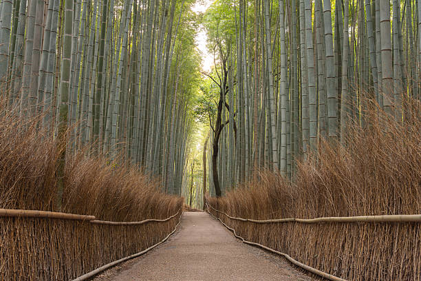 istock Arashiyama Bamboo grove Kyoto Japan 2251008576