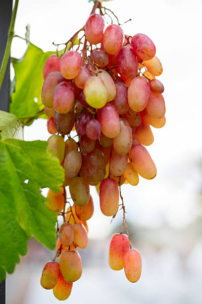 Bunch of red grapes slowly ripening on a green vine in a vineyard