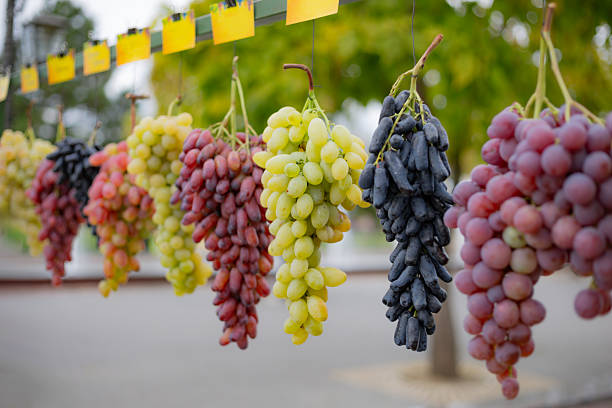 Hanging grape bunches showcasing fresh colorful fruit varieties