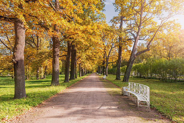 istock Trees by the path in the park. 2251011951