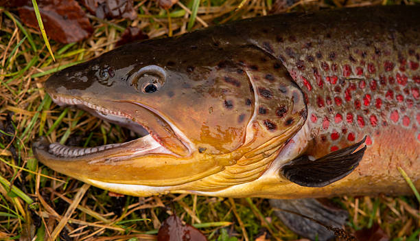 Head of a living, big brown trout lying on grass