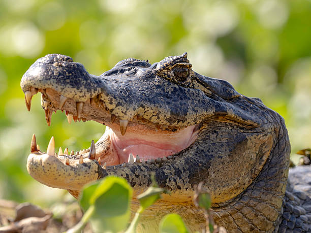 istock Pantanal safari Brazil 2251017347