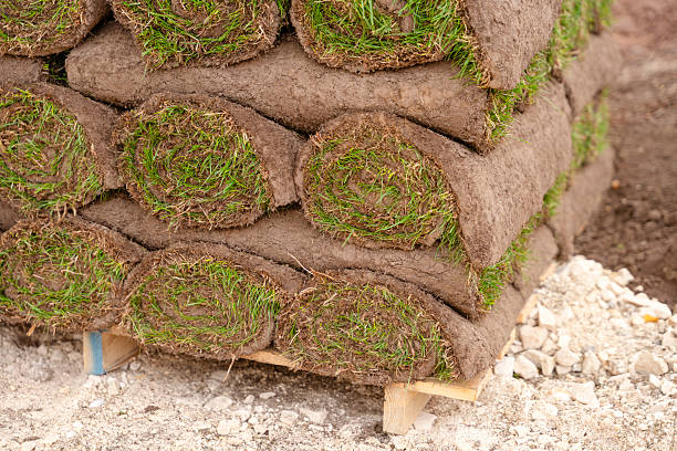 istock Sod pallet with cultivated rolled grass ready for gardening 2251017429