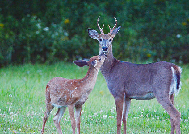 istock Buck And Fawn Standing In Meadow 2251017938