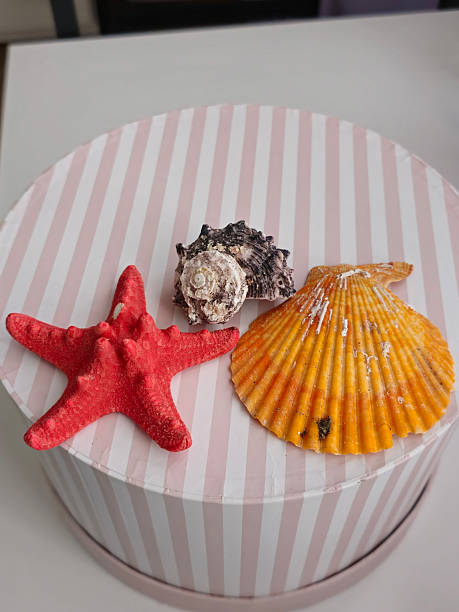 Image of two colorful seashells and a red starfish placed on a round, striped box. The composition showcases a playful, nautical-themed arrangement with bright colors and decorative marine elements. Suitable for beach decor, summer themes, marine crafts, and gift presentation concepts