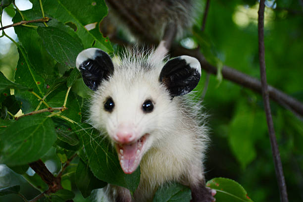 istock Young Opossum Sitting In Foliage 2251018720