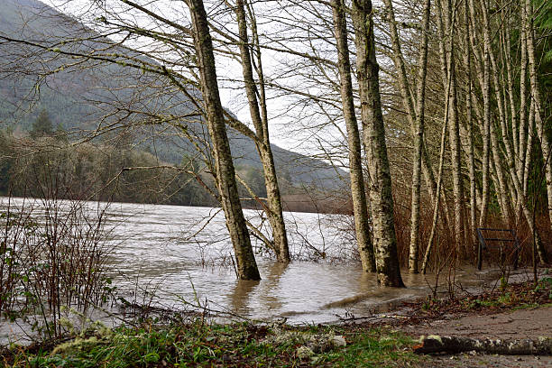 Waters rise past the tree line along the banks of the Skagit River at Rasar State Park WA.
