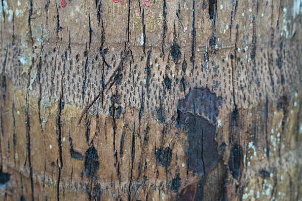 Aged wooden surface with natural textures and weathering effects