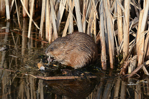 istock Muskrat Feeding In A Cattail Marsh 2251024490