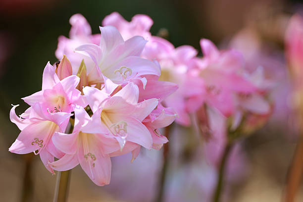 Amaryllis Naked Lady Lily
