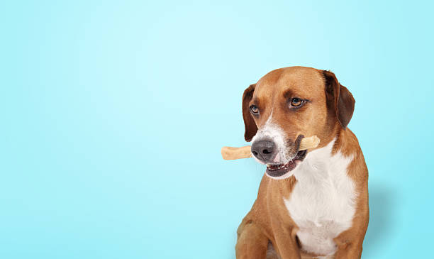 istock Dog with rawhide chew stick in mouth on blue background. 2251025459